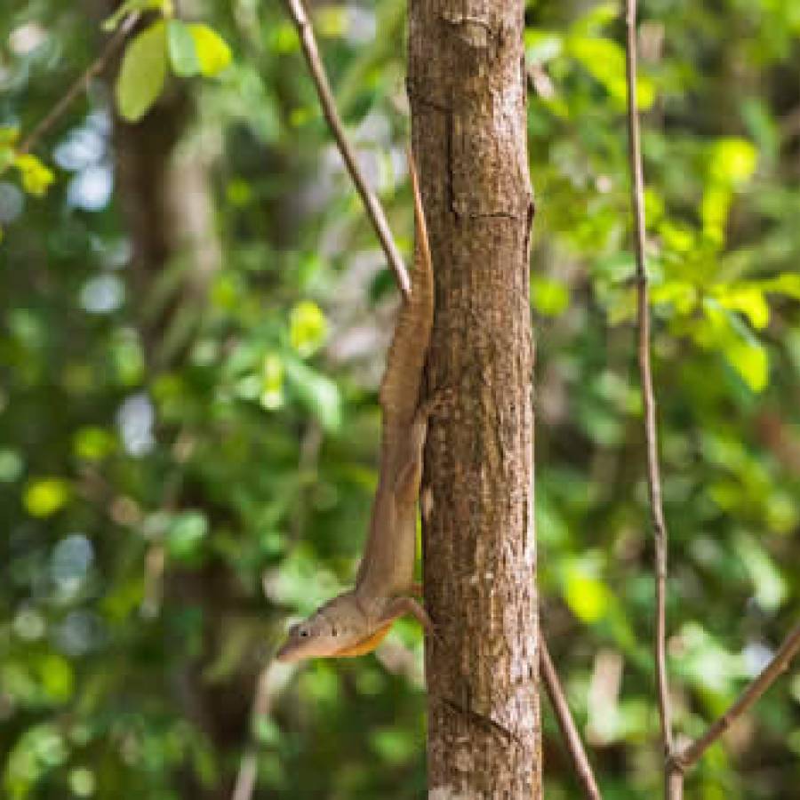 Bosques, pulmones del planeta