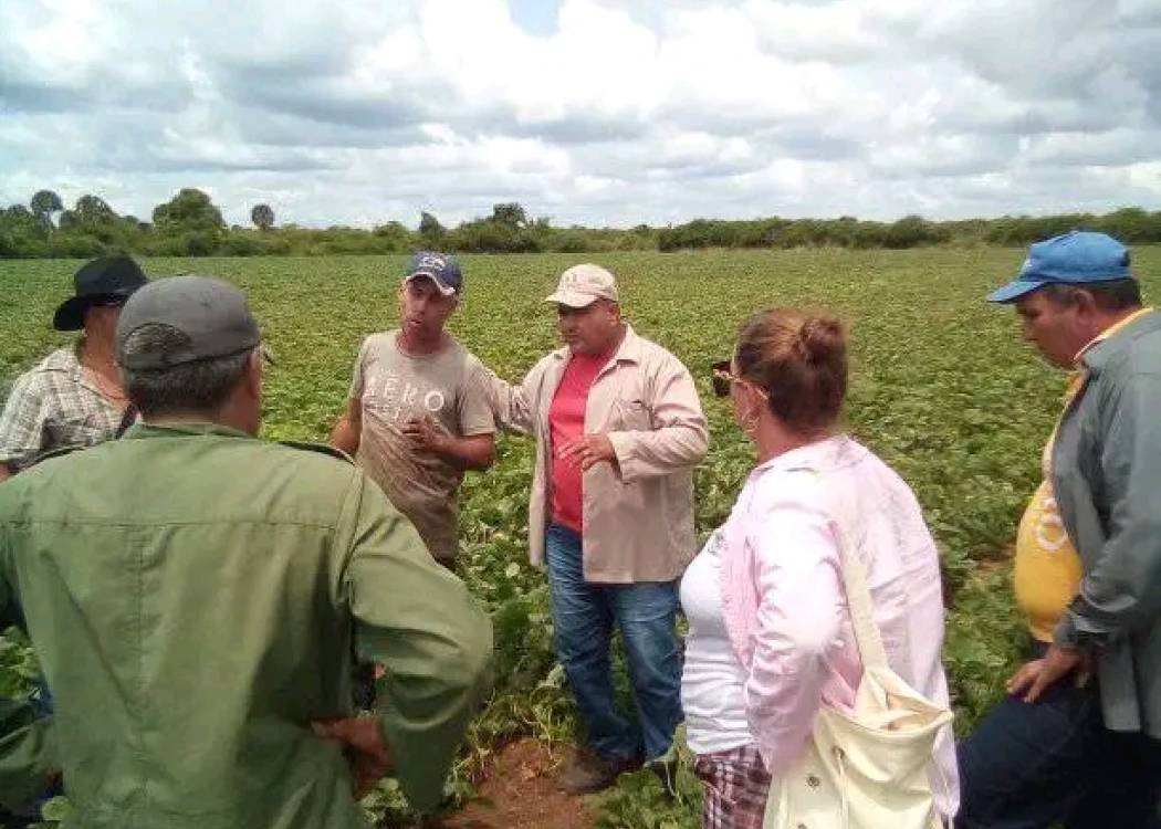 Laboran en Nuevitas por potenciar la soberanía alimentaria
