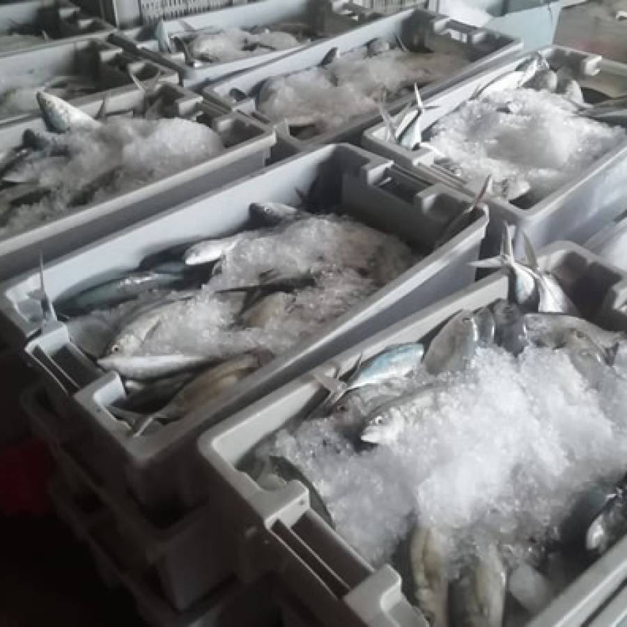 Filial Pesquera Nuevitas destaca en la captura durante agosto (+Posts)