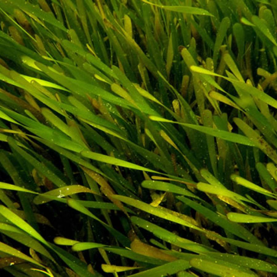 Lidera Camagüey monitoreo de pastos marinos en el Caribe
