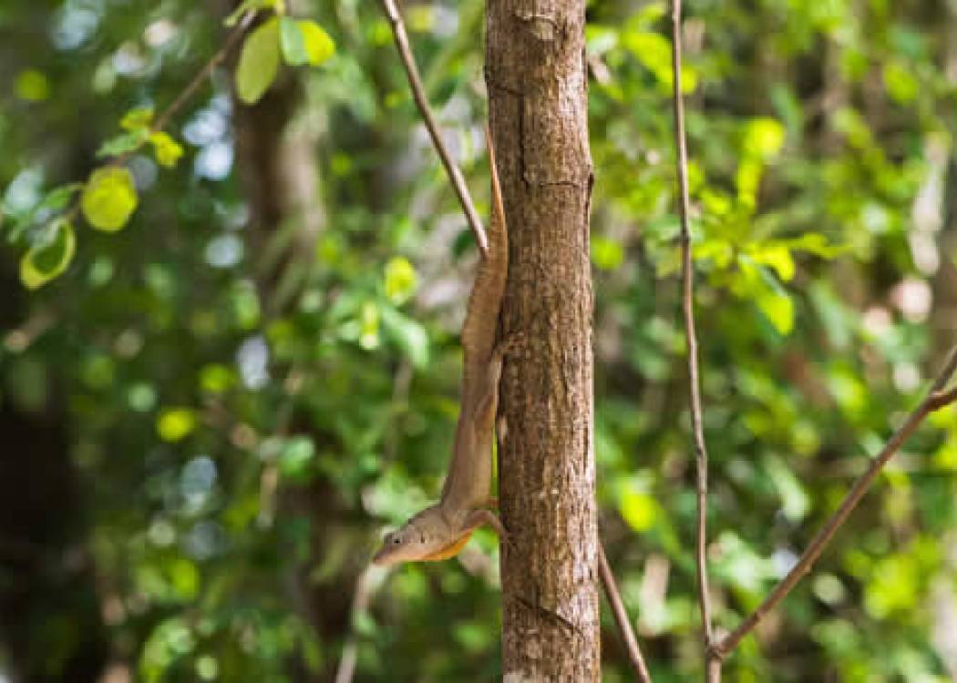 Bosques, pulmones del planeta