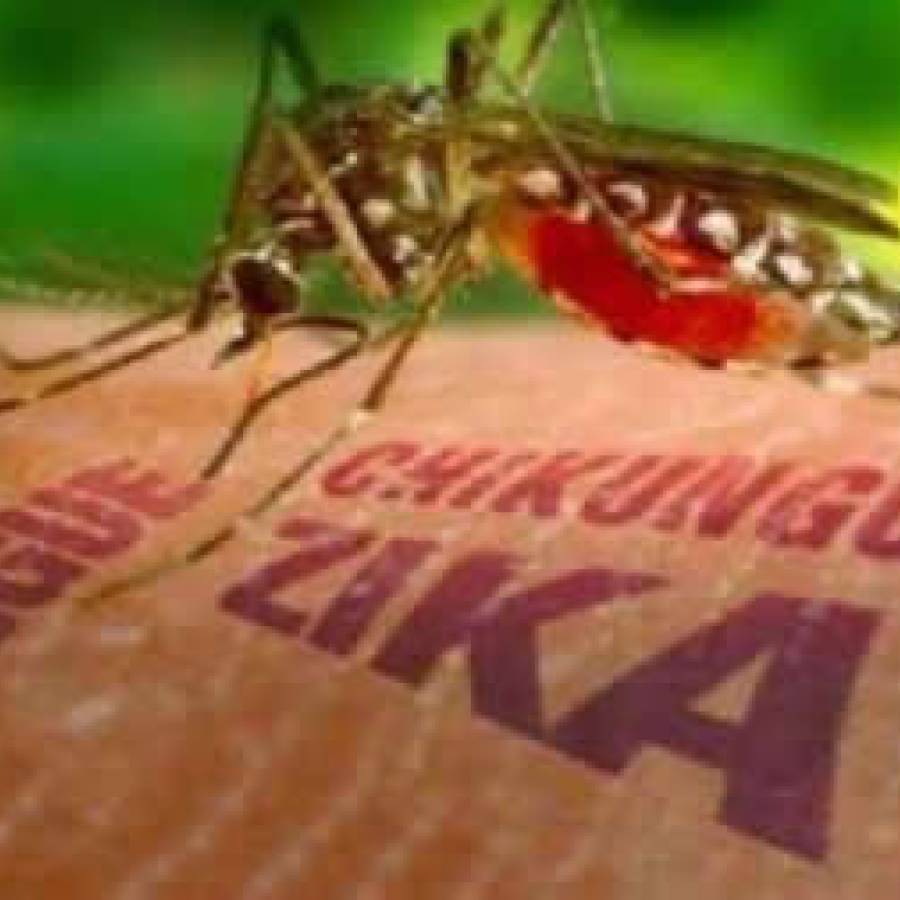 No al mosquito Aedes aegypti