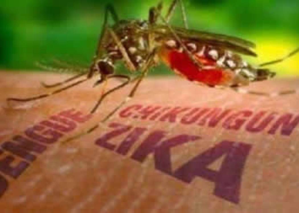 No al mosquito Aedes aegypti