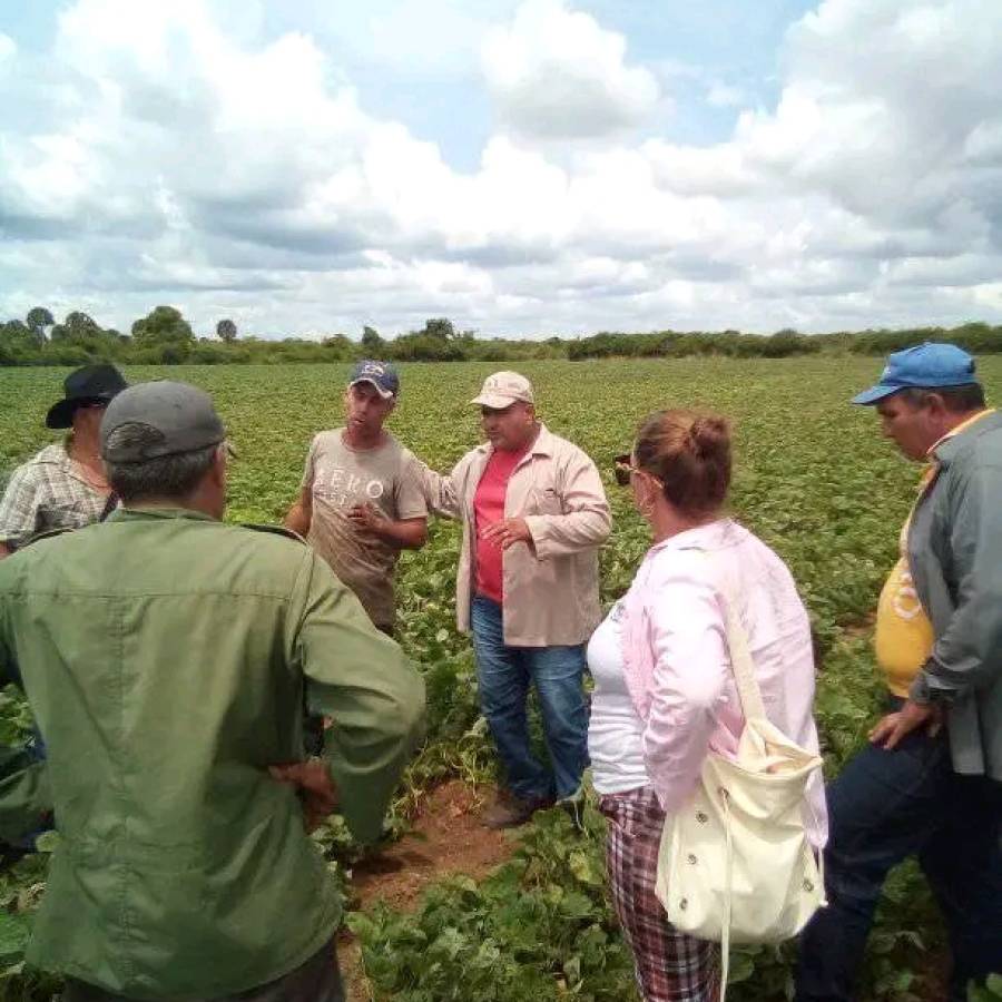 Laboran en Nuevitas por potenciar la soberanía alimentaria