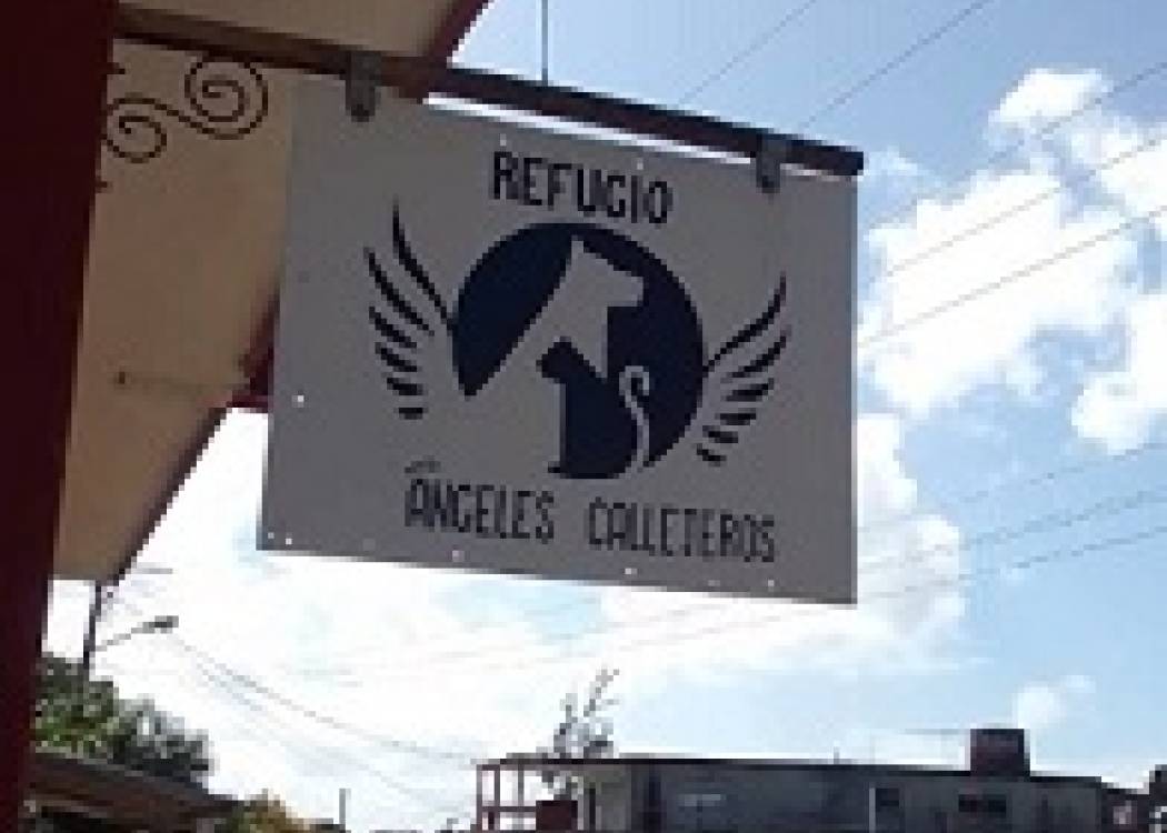 Los animales, esos amigos sinceros, también necesitan protección y refugio