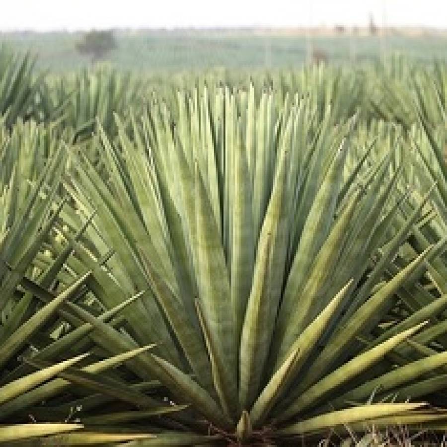 El henequén en Nuevitas, oro verde y sudor obrero (+Fotos)