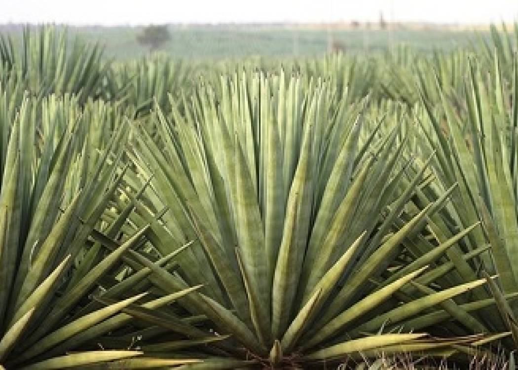 El henequén en Nuevitas, oro verde y sudor obrero (+Fotos)