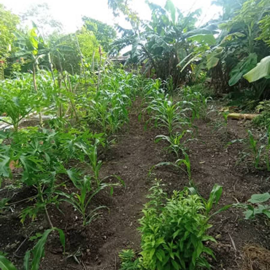 Agricultura familiar en Nuevitas contribuye al autoabastecimiento