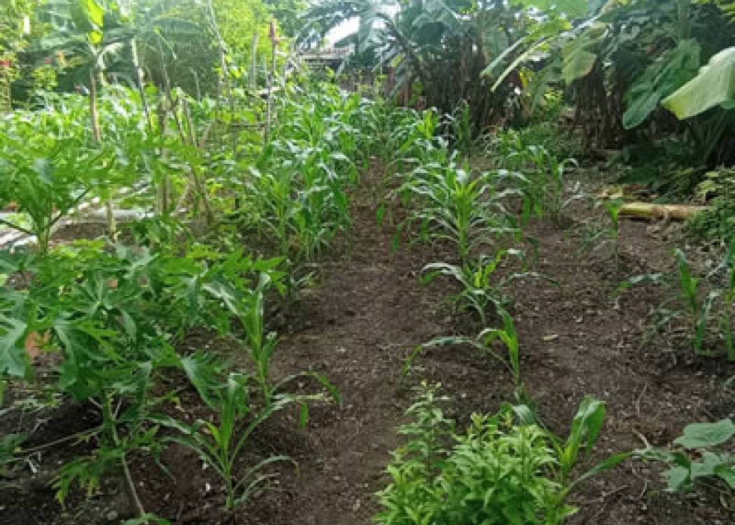 Agricultura familiar en Nuevitas contribuye al autoabastecimiento