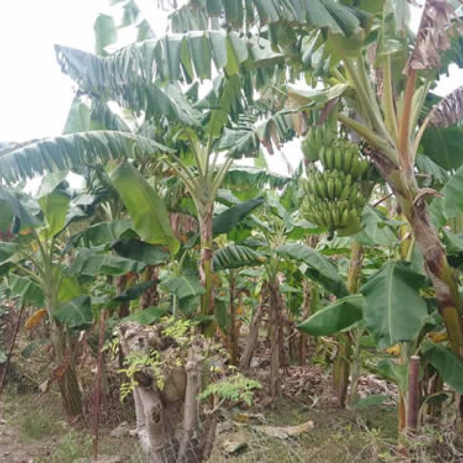 Avanza en Nuevitas proceso de contratación agropecuaria (+ Fotos)