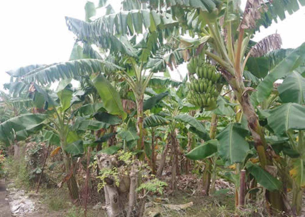 Avanza en Nuevitas proceso de contratación agropecuaria (+ Fotos)