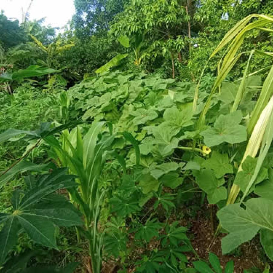 Producir alimentos es prioridad en Nuevitas