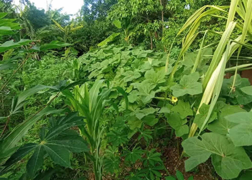 Producir alimentos es prioridad en Nuevitas