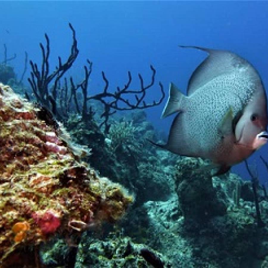 Corales de Nuevitas, Cuba, belleza que protege la bahía (+Fotos)