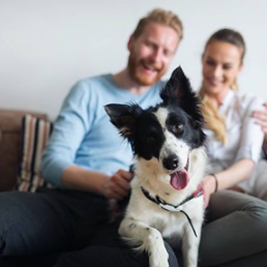 Las mascotas: amigos fieles