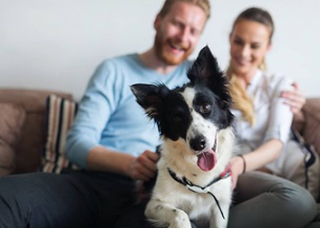 Las mascotas: amigos fieles