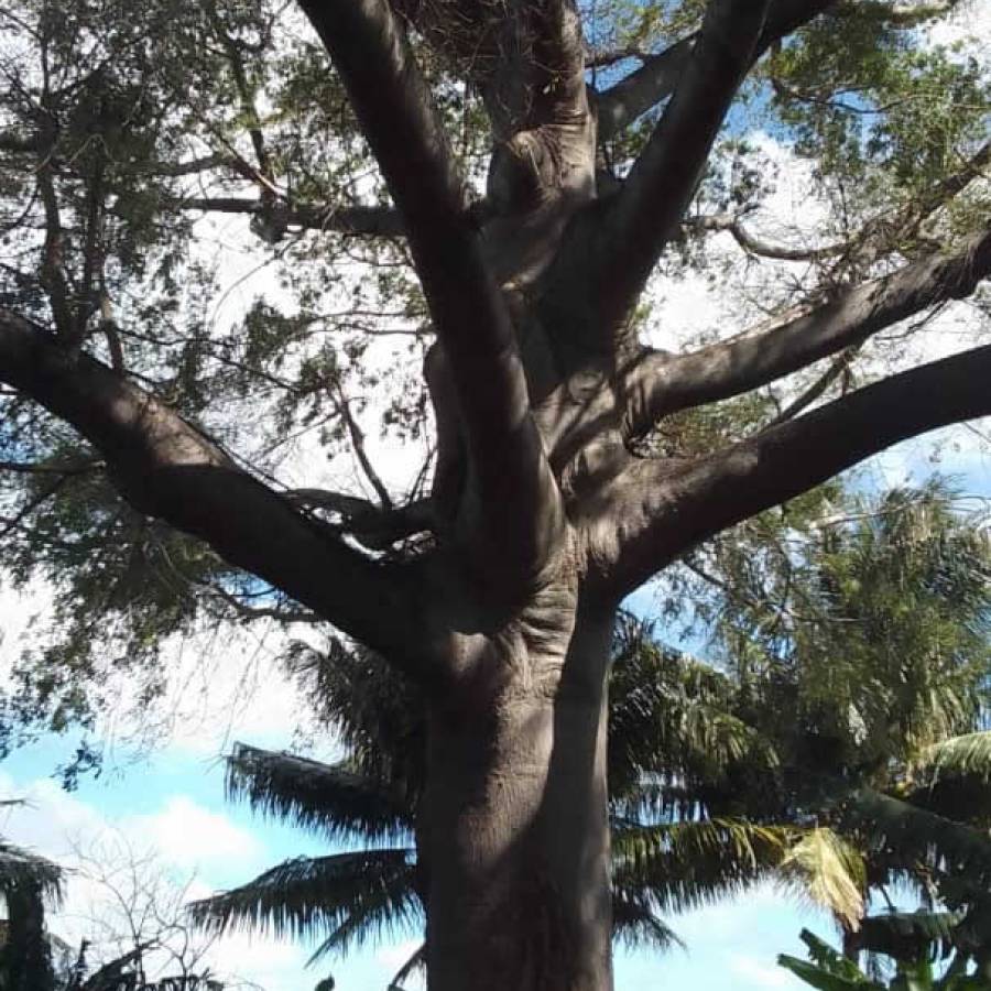 La ceiba, un fuerte símbolo espiritual de Nuevitas