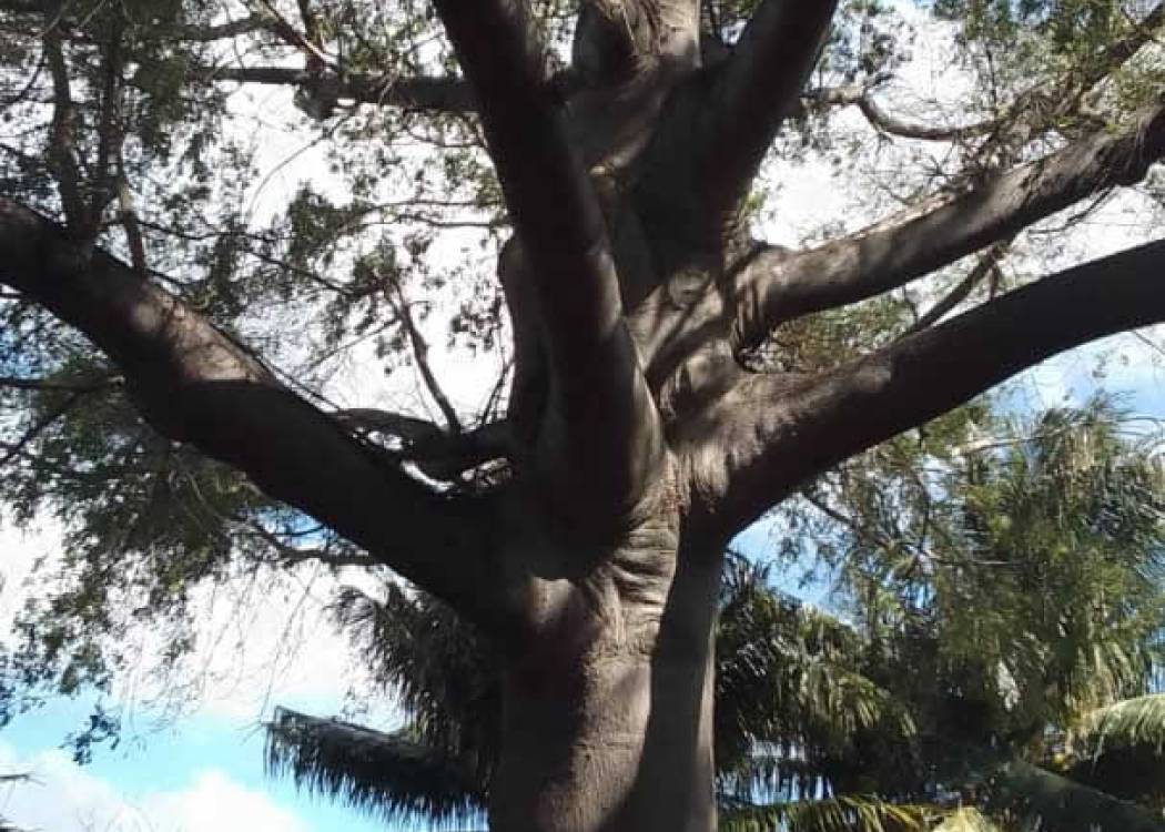 La ceiba, un fuerte símbolo espiritual de Nuevitas