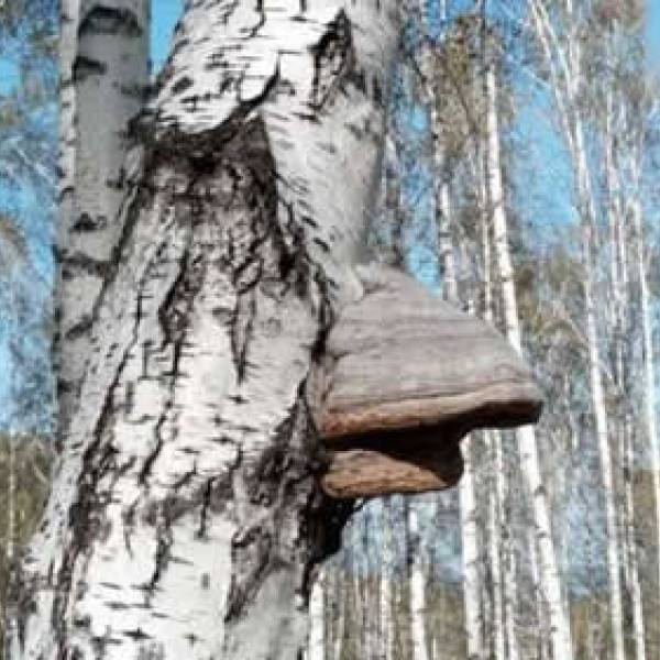 Hongo de la madera protegería contra efectos de la quimioterapia