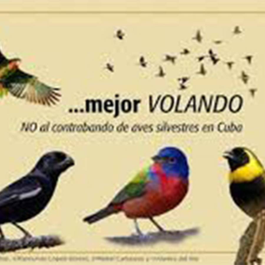 Alertan acerca de peligros de captura ilegal de aves en Cuba