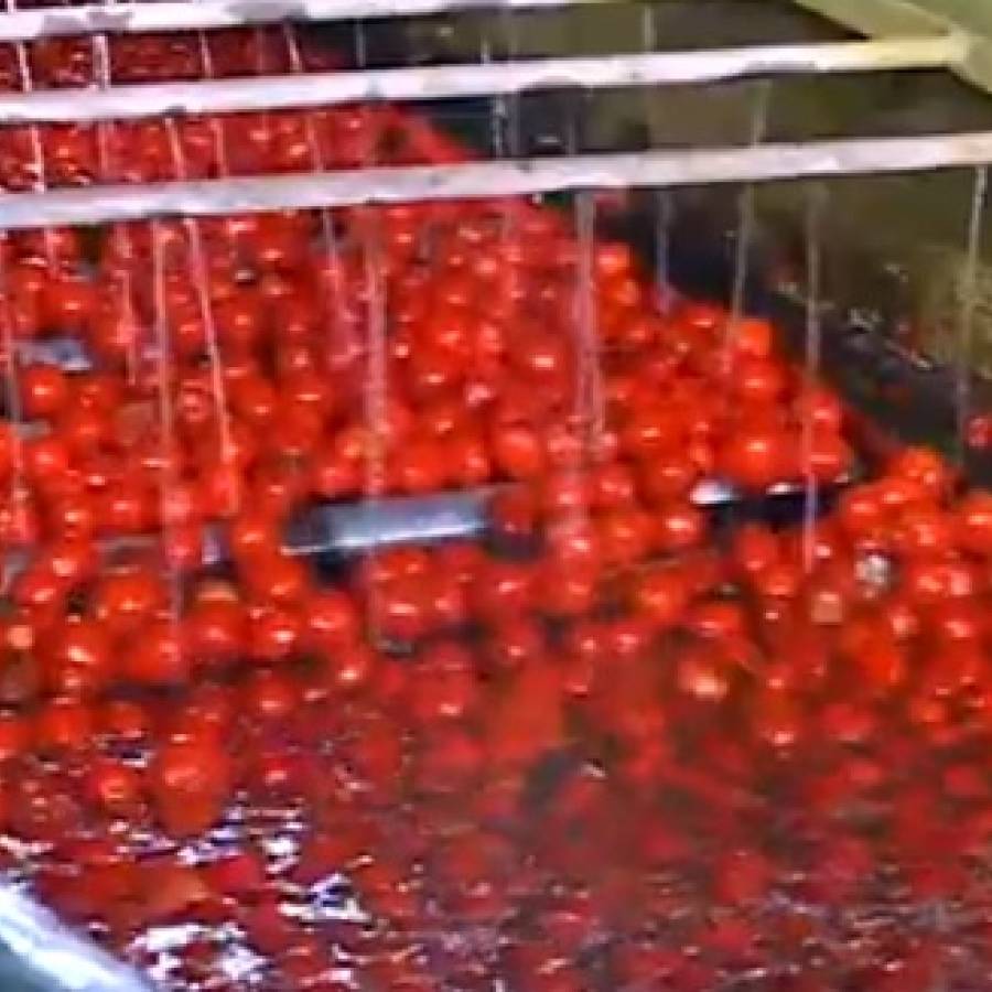 Molienda de tomate en Camalote, Nuevitas: compromiso con la calidad y la sostenibilidad