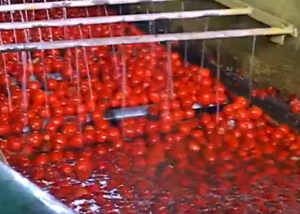 Molienda de tomate en Camalote, Nuevitas: compromiso con la calidad y la sostenibilidad