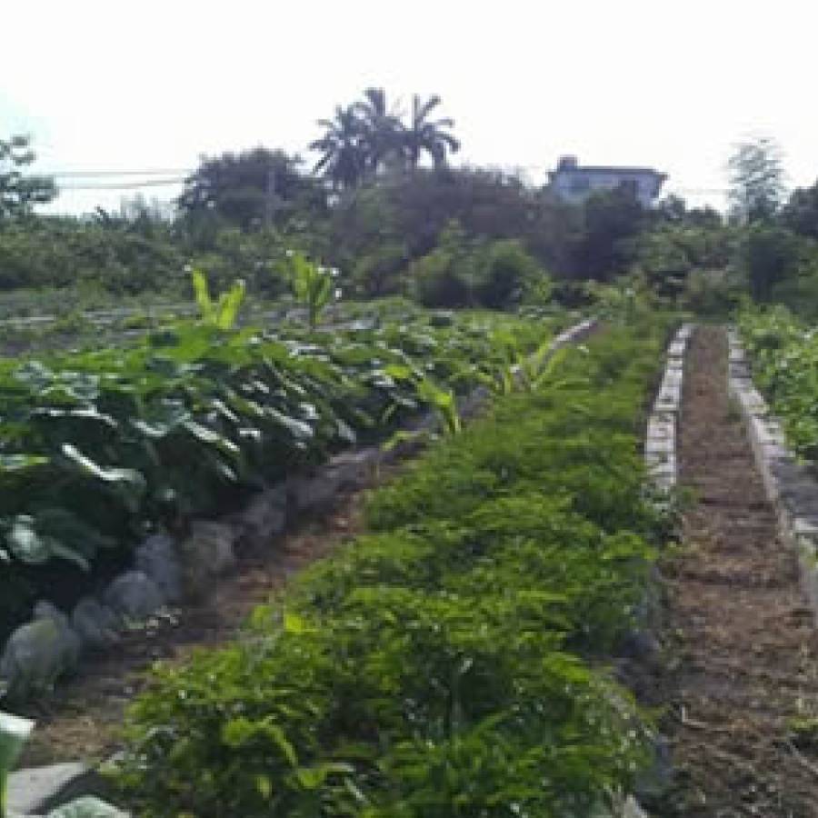 Impacta cambio climático en la agricultura, de Nuevitas (+Audio)