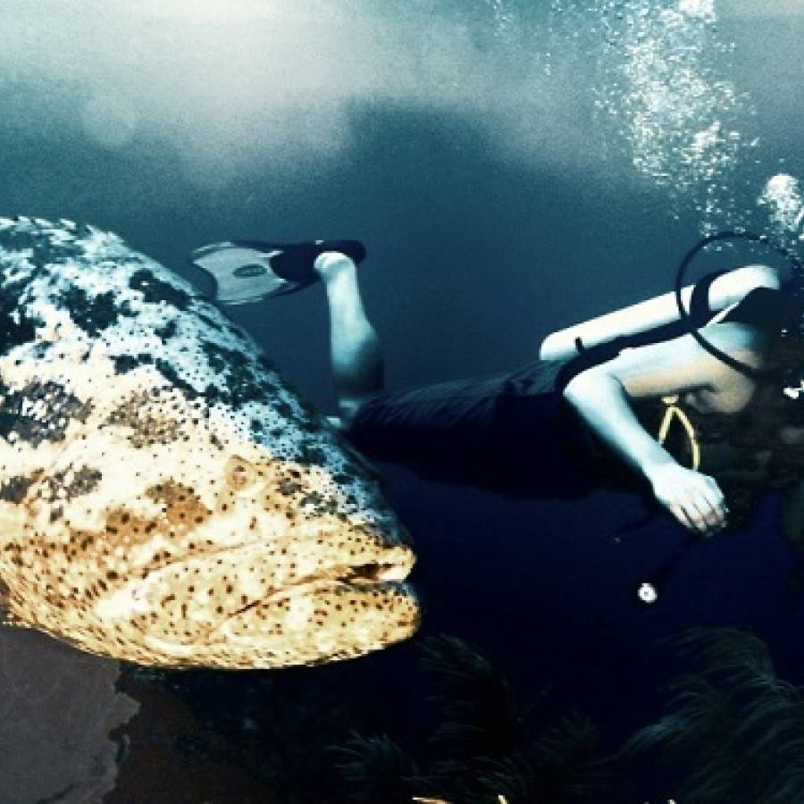 El buceo: Un deporte para experimentar sensaciones (+ Fotos, Video y Audio)