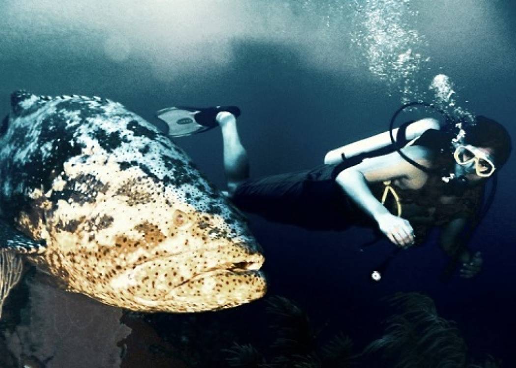 El buceo: Un deporte para experimentar sensaciones (+ Fotos, Video y Audio)