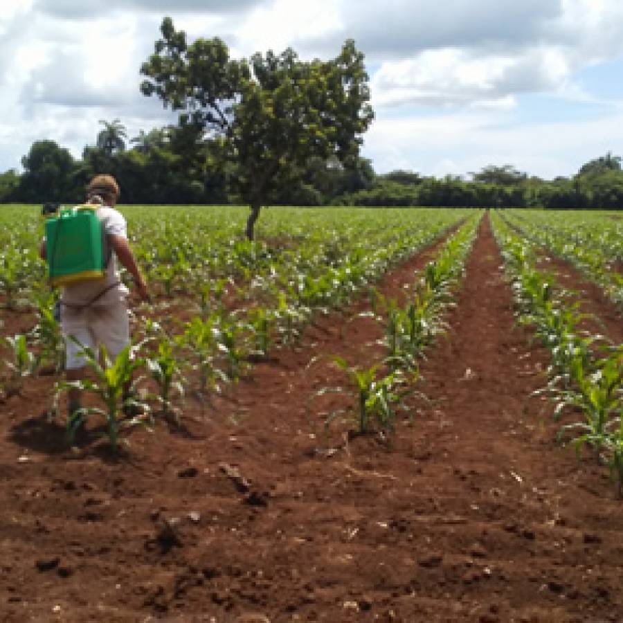 17 de mayo en Cuba, fiesta para quienes trabajan la tierra