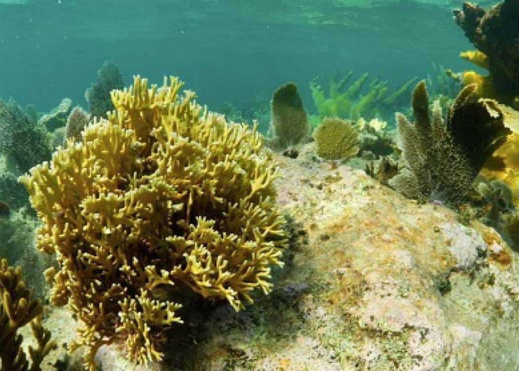 Santa Lucía de Cuba: faro de esperanza para los arrecifes coralinos (+ Posts y Video)