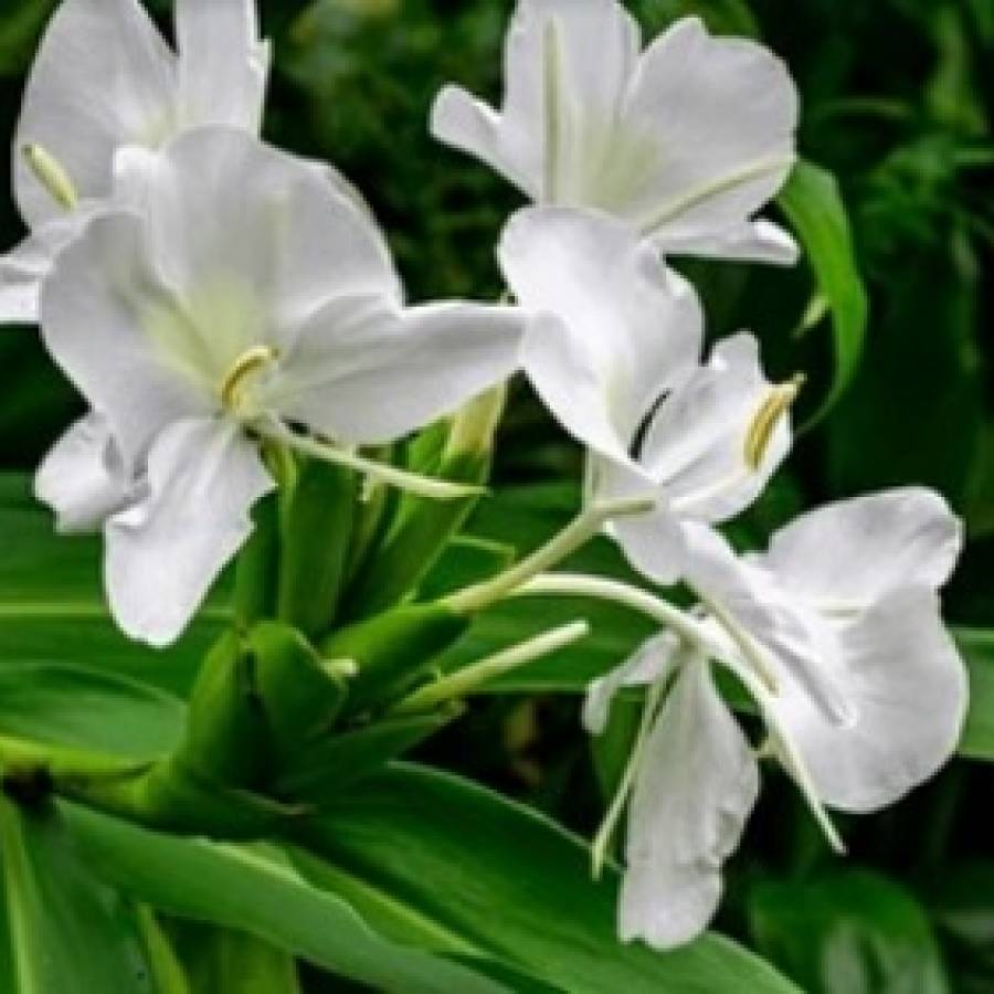 La flor mariposa blanca: reflexiones sobre ella