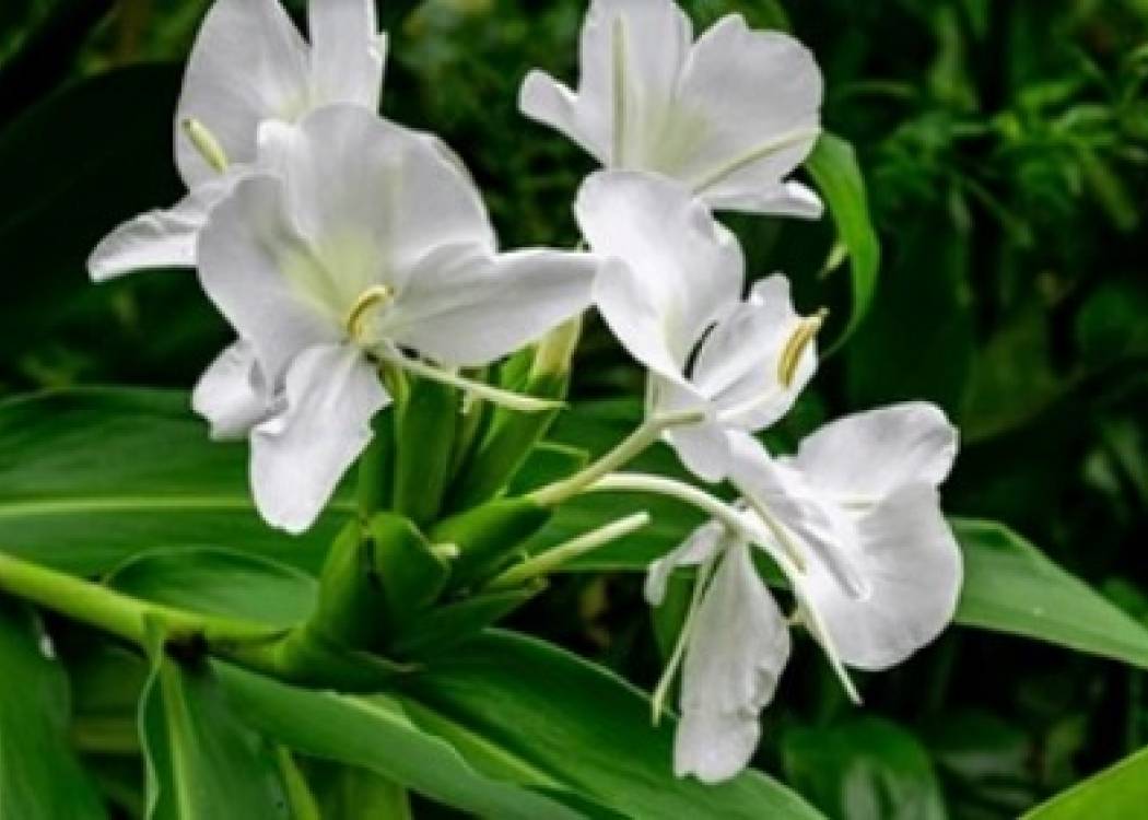 La flor mariposa blanca: reflexiones sobre ella