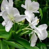 La flor mariposa blanca: reflexiones sobre ella
