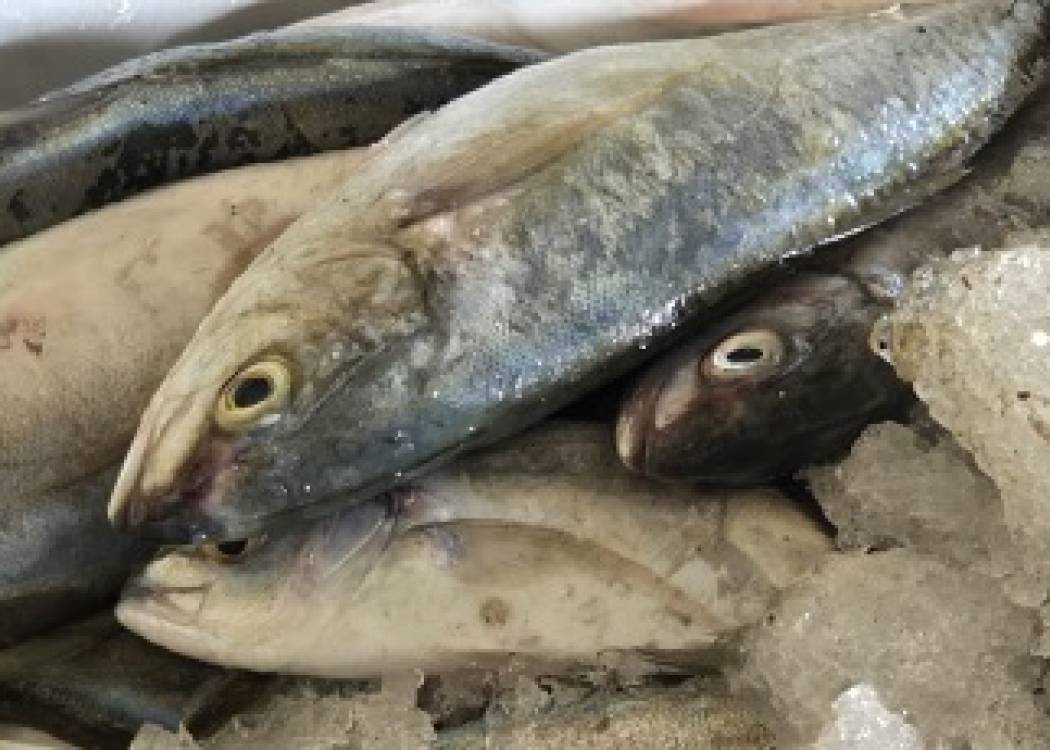 Filial Pesquera de Nuevitas prioriza la venta de cojinúa a la población