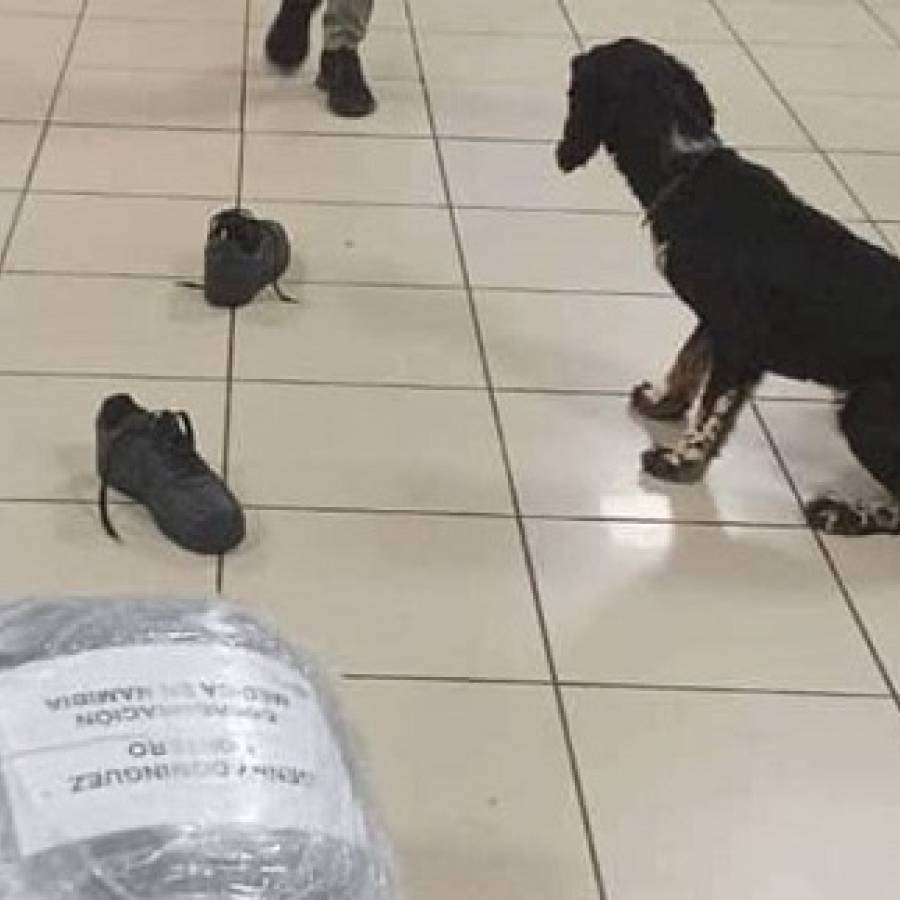 Frustra Aduana nuevo intento de introducir cocaína en La Habana