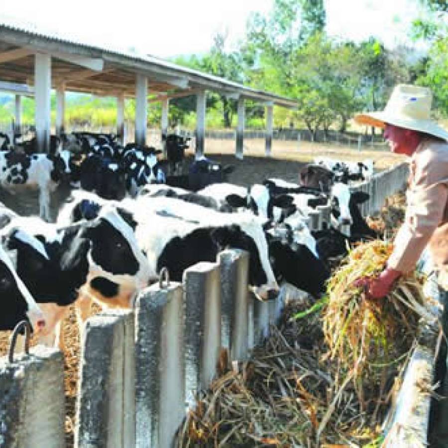 Imponen medidas de cuarentena pecuaria ante el alza de la brucela en Florida