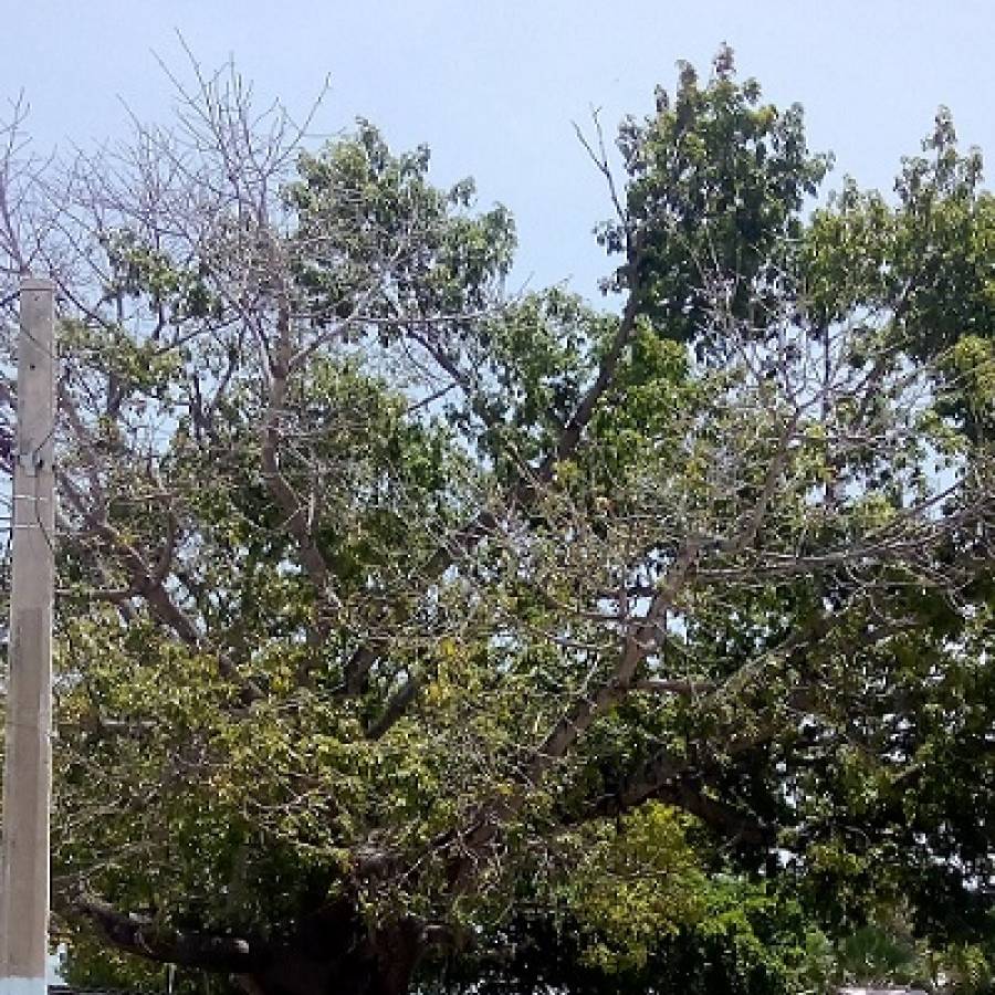 Las ceibas del Parque del Cañón de Nuevitas (+ Fotos)