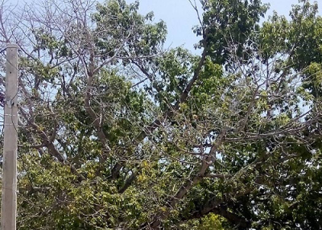 Las ceibas del Parque del Cañón de Nuevitas (+ Fotos)