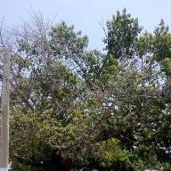Las ceibas del Parque del Cañón de Nuevitas (+ Fotos)