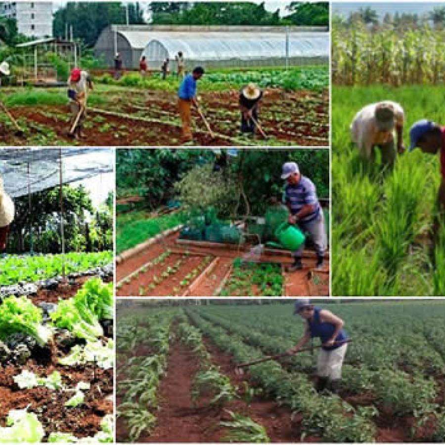 Productores camagüeyanos aplican ciencia para enfrentar desafíos de la agricultura