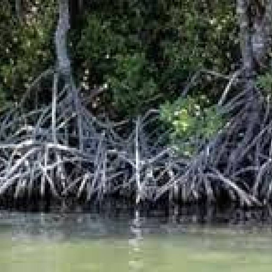 En el litoral sur de Cuba, ingeniería verde a prueba de huracanes