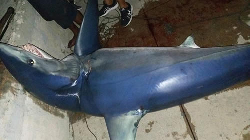 Usuarios reportan en redes sociales la captura este sábado 1ero de julio de un tiburón en el área de La Punta del malecón habanero.